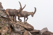 P.zi Recastello (2886 m) canale nord, Tre Confini (2824 m), m.te Gleno (2882 m)  - FOTOGALLERY